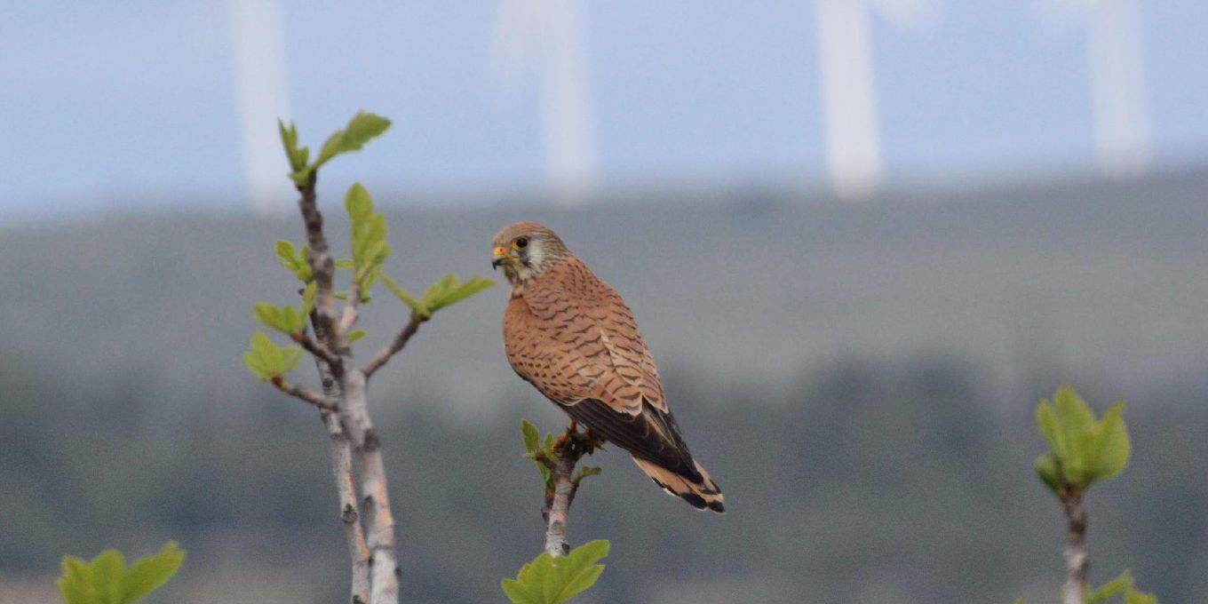 Éoliennes d'Aumelas : les sociétés exploitantes soumises à un arrêt saisonnier du parc et à la demande de dérogation « espèces protégées »
